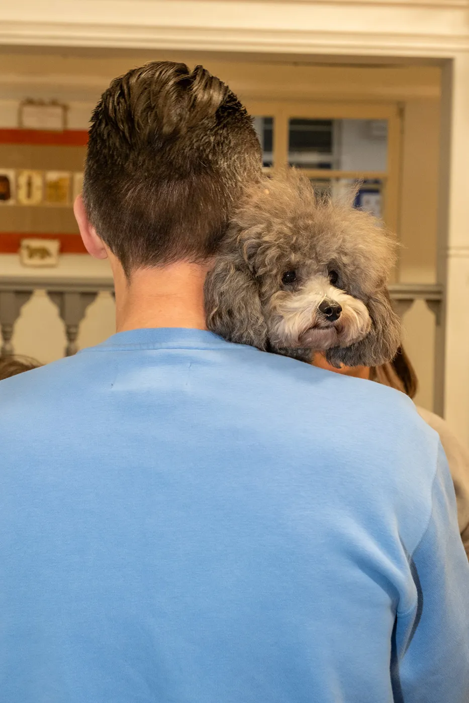 A grey poodle looking over the shoulder of a man in a blue jumper